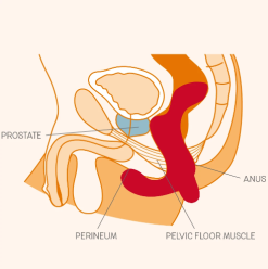 Fun Factory Stimulateur Prostatique Vibrant Duke - Petrol -Lingerie boutique capture d e cran 2020 06 11 a 14.51.50