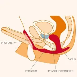 Fun Factory Plug Prostatique Avec Cockring - Bootie Ring 11 Fun Factory Plug Prostatique Avec Cockring - Bootie Ring -Lingerie boutique en 1000x1000 malebootiering 1800x1800